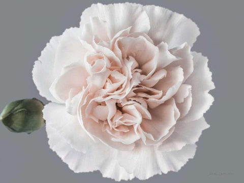 Blush Carnation Black Ornate Wood Framed Art Print with Double Matting by Catterall, Elise