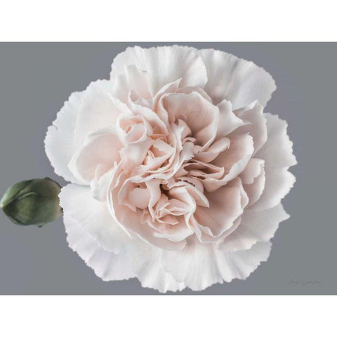 Blush Carnation Gold Ornate Wood Framed Art Print with Double Matting by Catterall, Elise