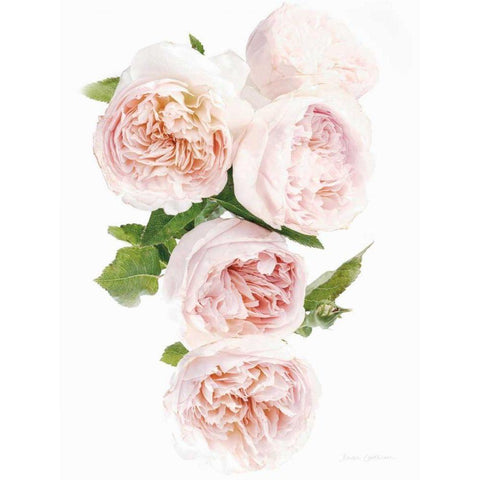 David Austin Cascade White Modern Wood Framed Art Print by Catterall, Elise