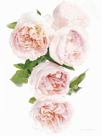 David Austin Cascade White Modern Wood Framed Art Print with Double Matting by Catterall, Elise
