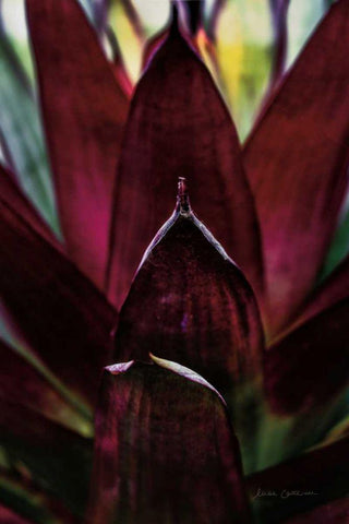 Succulent Detail I Black Ornate Wood Framed Art Print with Double Matting by Catterall, Elise