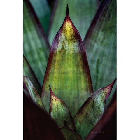Succulent Detail II Gold Ornate Wood Framed Art Print with Double Matting by Catterall, Elise