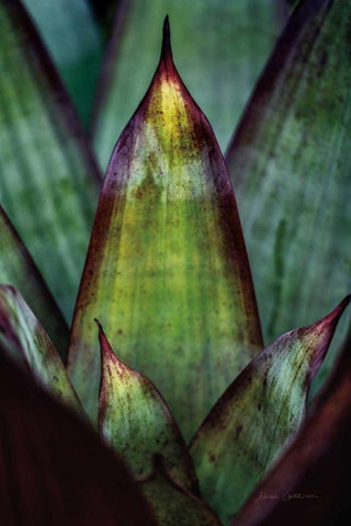 Succulent Detail II Black Ornate Wood Framed Art Print with Double Matting by Catterall, Elise