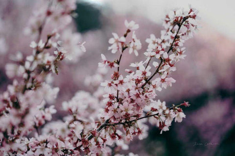 Cherry Blossom White Modern Wood Framed Art Print with Double Matting by Catterall, Elise