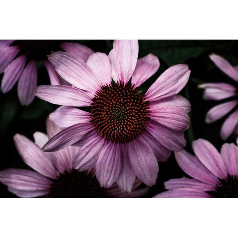Echinacea Gold Ornate Wood Framed Art Print with Double Matting by Catterall, Elise
