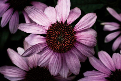 Echinacea White Modern Wood Framed Art Print with Double Matting by Catterall, Elise