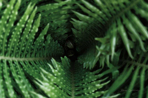 Fern Detail White Modern Wood Framed Art Print with Double Matting by Catterall, Elise