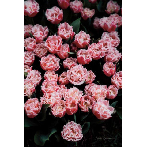 Fringed Tulips Black Modern Wood Framed Art Print with Double Matting by Catterall, Elise