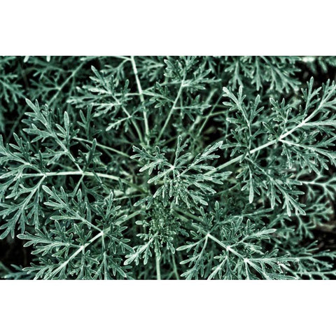Greenery Closeup Gold Ornate Wood Framed Art Print with Double Matting by Catterall, Elise