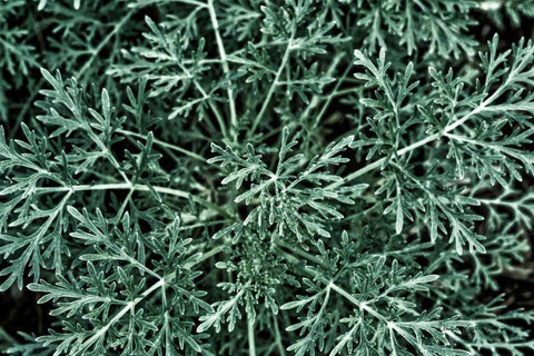 Greenery Closeup White Modern Wood Framed Art Print with Double Matting by Catterall, Elise
