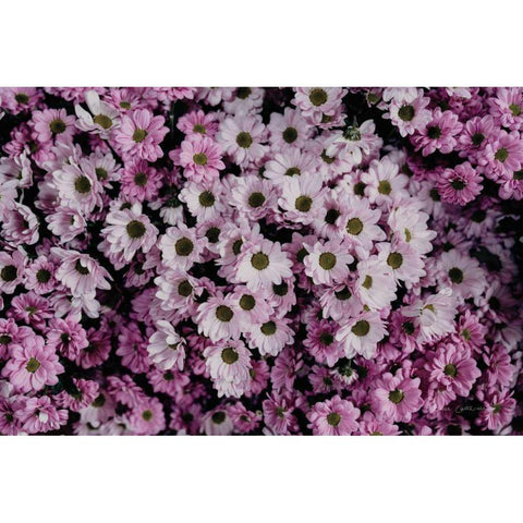 Pale Daisies Gold Ornate Wood Framed Art Print with Double Matting by Catterall, Elise