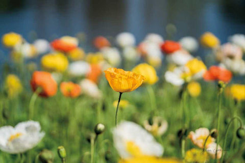 Poppy Field White Modern Wood Framed Art Print with Double Matting by Catterall, Elise