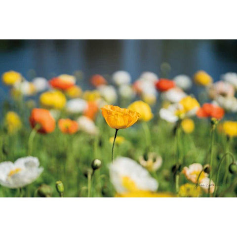 Poppy Field Gold Ornate Wood Framed Art Print with Double Matting by Catterall, Elise