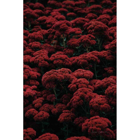 Sedum White Modern Wood Framed Art Print by Catterall, Elise