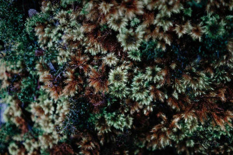 Moss Detail Black Ornate Wood Framed Art Print with Double Matting by Catterall, Elise