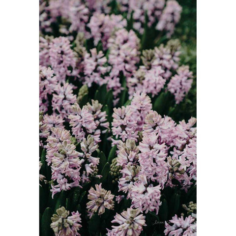 Hyacinth Closeup Gold Ornate Wood Framed Art Print with Double Matting by Catterall, Elise