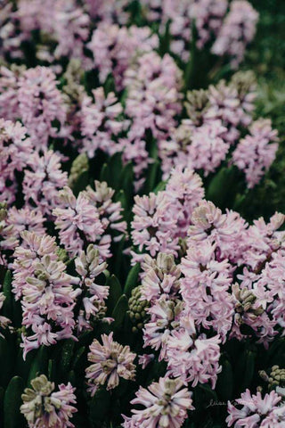 Hyacinth Closeup White Modern Wood Framed Art Print with Double Matting by Catterall, Elise