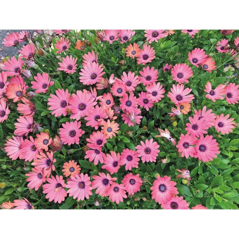 Pink Spring White Modern Wood Framed Art Print by Goldstein, Ed