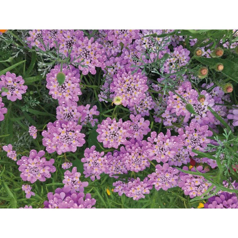 Purple Spring Gold Ornate Wood Framed Art Print with Double Matting by Goldstein, Ed