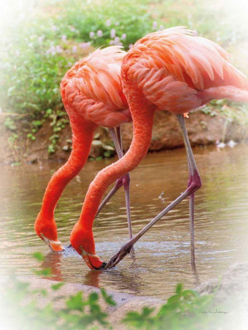 Two Flamingos Black Ornate Wood Framed Art Print with Double Matting by Van Swearingen, Debra