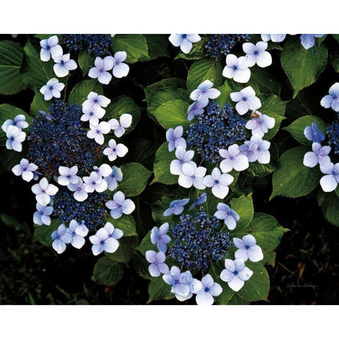 Hydrangeas Opening Gold Ornate Wood Framed Art Print with Double Matting by Van Swearingen, Debra