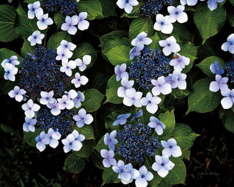 Hydrangeas Opening Black Ornate Wood Framed Art Print with Double Matting by Van Swearingen, Debra