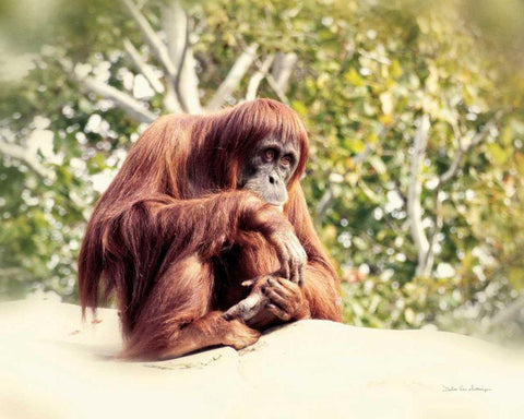 Orangutan White Modern Wood Framed Art Print with Double Matting by Van Swearingen, Debra