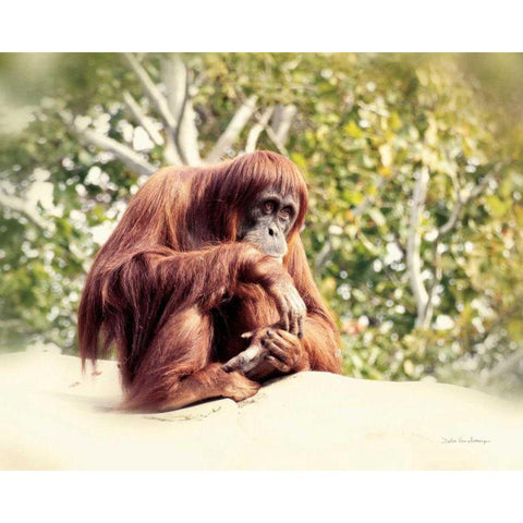 Orangutan Gold Ornate Wood Framed Art Print with Double Matting by Van Swearingen, Debra