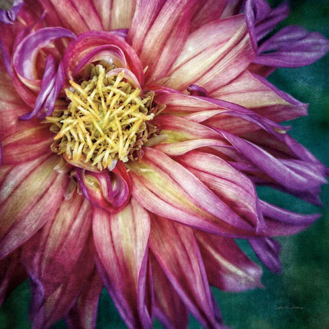 Dahlia I Gold Ornate Wood Framed Art Print with Double Matting by Van Swearingen, Debra