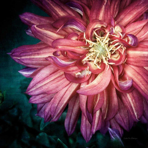 Dahlia II Gold Ornate Wood Framed Art Print with Double Matting by Van Swearingen, Debra