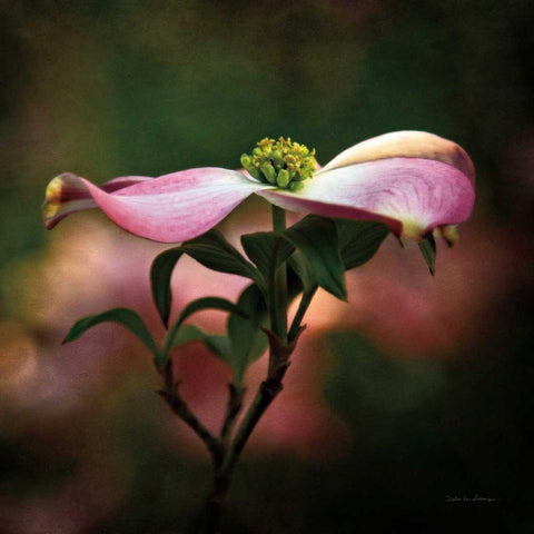 Pink Dogwood I Gold Ornate Wood Framed Art Print with Double Matting by Van Swearingen, Debra