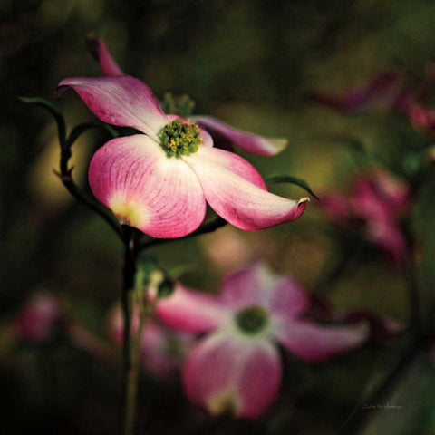 Pink Dogwood II Gold Ornate Wood Framed Art Print with Double Matting by Van Swearingen, Debra
