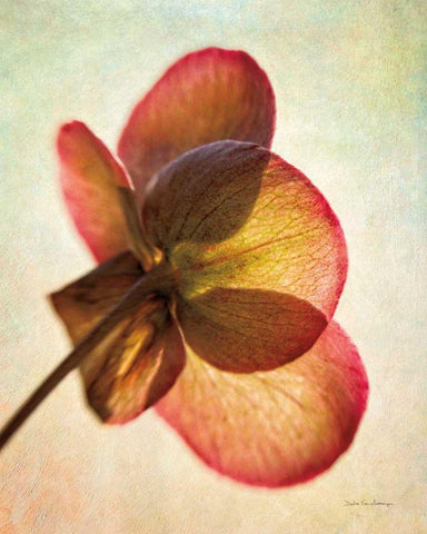 Lenton Rose I White Modern Wood Framed Art Print with Double Matting by Van Swearingen, Debra