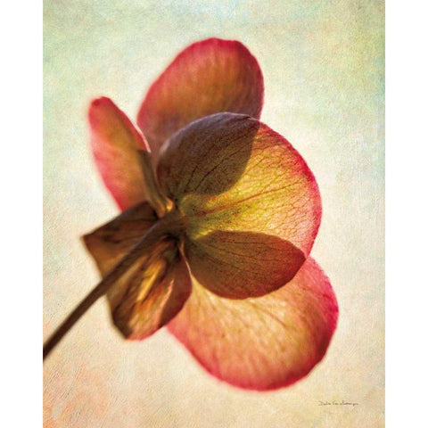 Lenton Rose I Gold Ornate Wood Framed Art Print with Double Matting by Van Swearingen, Debra