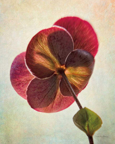 Lenton Rose II White Modern Wood Framed Art Print with Double Matting by Van Swearingen, Debra