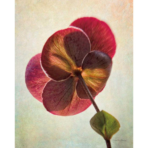 Lenton Rose II Gold Ornate Wood Framed Art Print with Double Matting by Van Swearingen, Debra