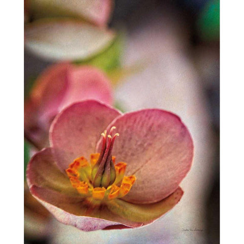 Lenton Rose III Gold Ornate Wood Framed Art Print with Double Matting by Van Swearingen, Debra