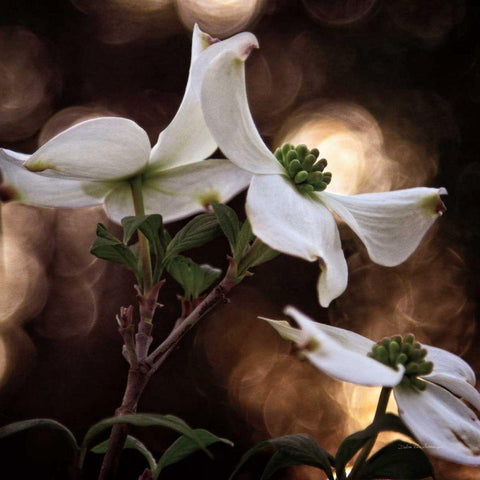 White Dogwood I Gold Ornate Wood Framed Art Print with Double Matting by Van Swearingen, Debra