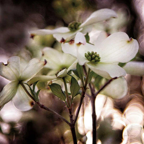 White Dogwood II Gold Ornate Wood Framed Art Print with Double Matting by Van Swearingen, Debra