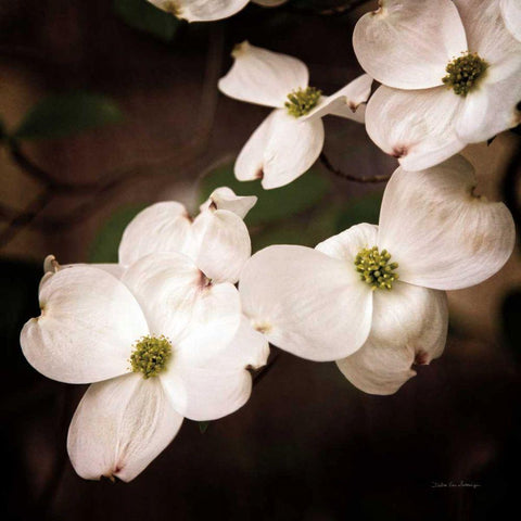 White Dogwood III Gold Ornate Wood Framed Art Print with Double Matting by Van Swearingen, Debra
