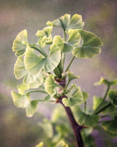 Sprouting Ginkgo I White Modern Wood Framed Art Print with Double Matting by Van Swearingen, Debra