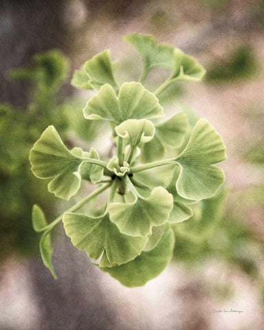 Sprouting Ginkgo II Black Ornate Wood Framed Art Print with Double Matting by Van Swearingen, Debra