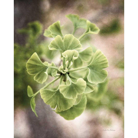 Sprouting Ginkgo II Gold Ornate Wood Framed Art Print with Double Matting by Van Swearingen, Debra
