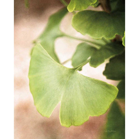 Sprouting Ginkgo III Gold Ornate Wood Framed Art Print with Double Matting by Van Swearingen, Debra