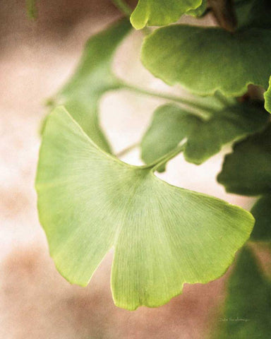Sprouting Ginkgo III White Modern Wood Framed Art Print with Double Matting by Van Swearingen, Debra