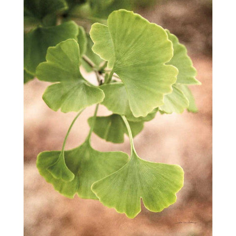 Sprouting Ginkgo IV Gold Ornate Wood Framed Art Print with Double Matting by Van Swearingen, Debra