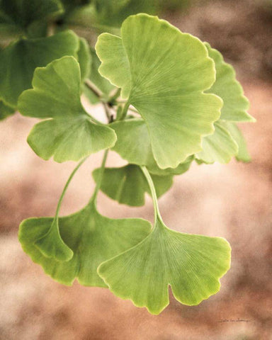 Sprouting Ginkgo IV White Modern Wood Framed Art Print with Double Matting by Van Swearingen, Debra