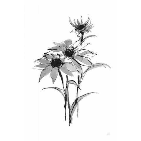 Wash Echinacea I White Modern Wood Framed Art Print by Paschke, Chris