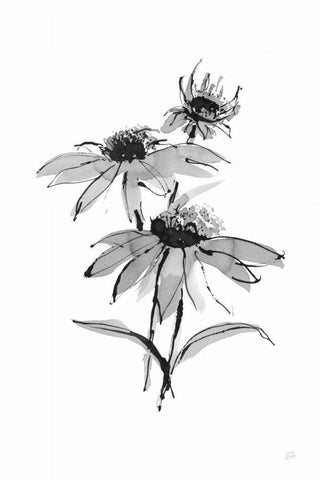 Wash Echinacea II Black Ornate Wood Framed Art Print with Double Matting by Paschke, Chris