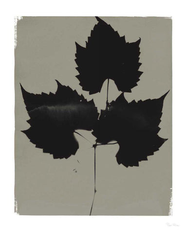 Nature by the Lake Leaves I Gray White Modern Wood Framed Art Print with Double Matting by Rhue, Piper